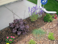 Plum pudding coral bells on the left rear, catmint on the right rear.