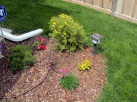 The yellow-flowered shrub is potentilla gold drop, the grassy tuft with pink flowers is bloodstone thrift.