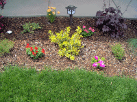 The center shrub was one of the two perennials that survived the winter.