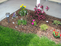 The thin-stalked withe flowers in front are pallida speedwell, yellow marigolds in back, and weigela wine and roses by the post.