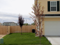 The new plum tree in the back and last year's cherry up front.